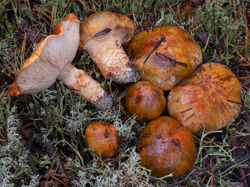 Tricholoma focale